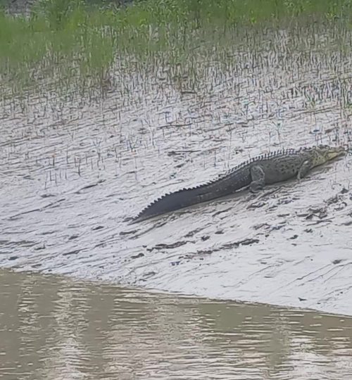 Crocodile - frame at 0m50s